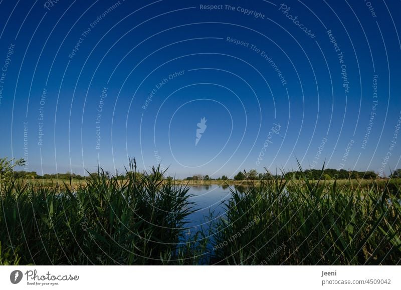 Nature conservation at the fish pond Pond Shore of a pond Fishpond Lake Water Reflection Idyll Lakeside Landscape Summer Blue sky Surface of water Calm