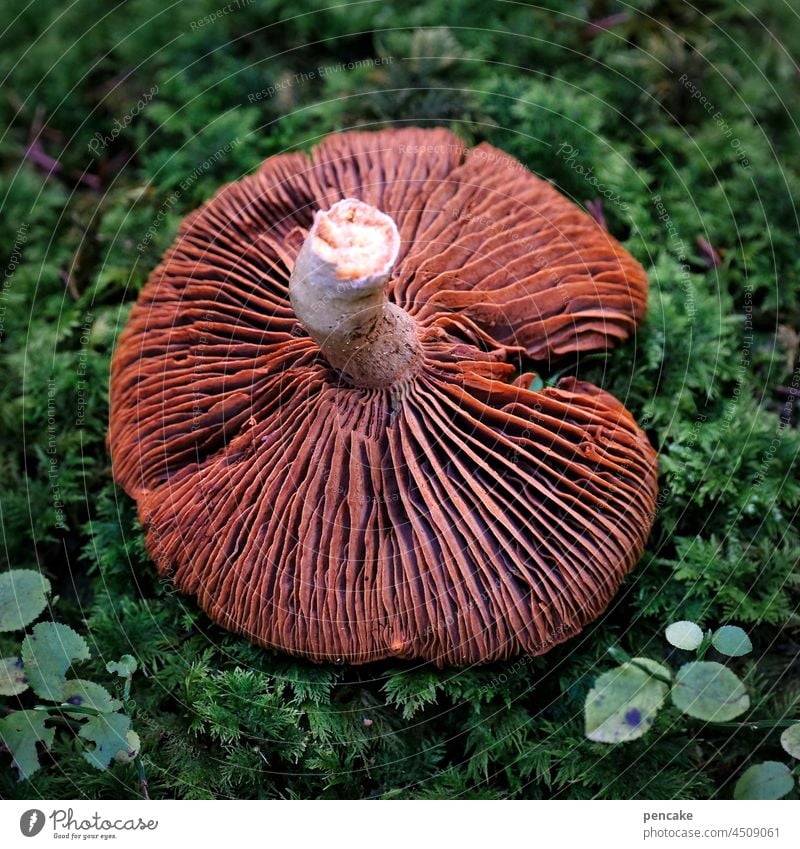 lamella technology Mushroom Mushroom cap slats Forest Nature Woodground Moss Autumn Close-up Bionic