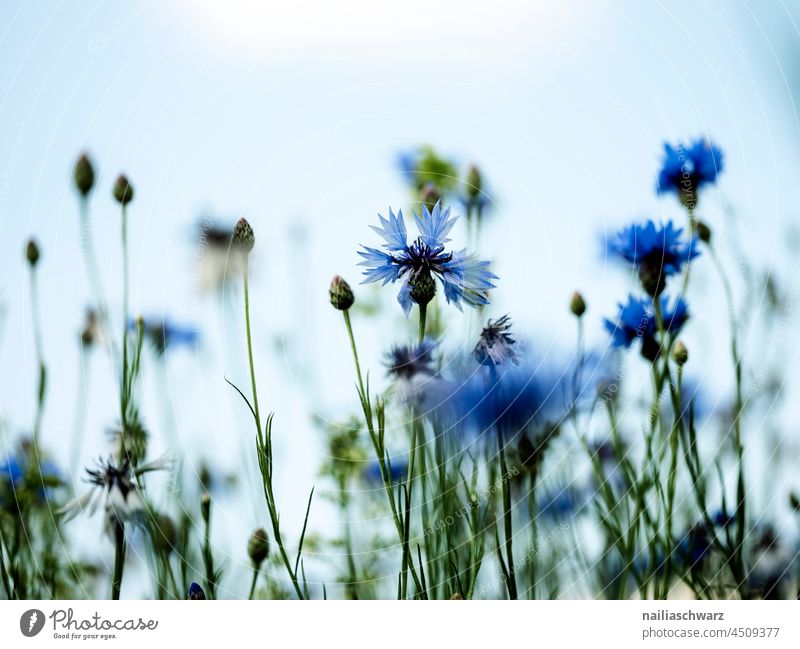 CornFlowersField Cornflower cornflower meadow cornflower field pretty idyllically Flower field Exterior shot Colour photo Intensive Idyll Peaceful Romance