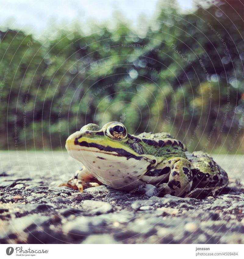 At eye level with the frog Worm's-eye view Frog Amphibian Animal Animal portrait Animal face Shallow depth of field Nature Copy Space top Green Observe Close-up