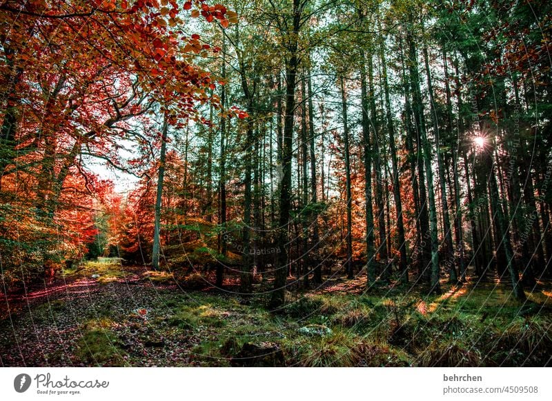 autumn Leaf canopy pretty Branches and twigs autumn walk autumn mood Autumnal leaves Automn wood Autumnal colours Autumnal weather Idyll Autumnal landscape