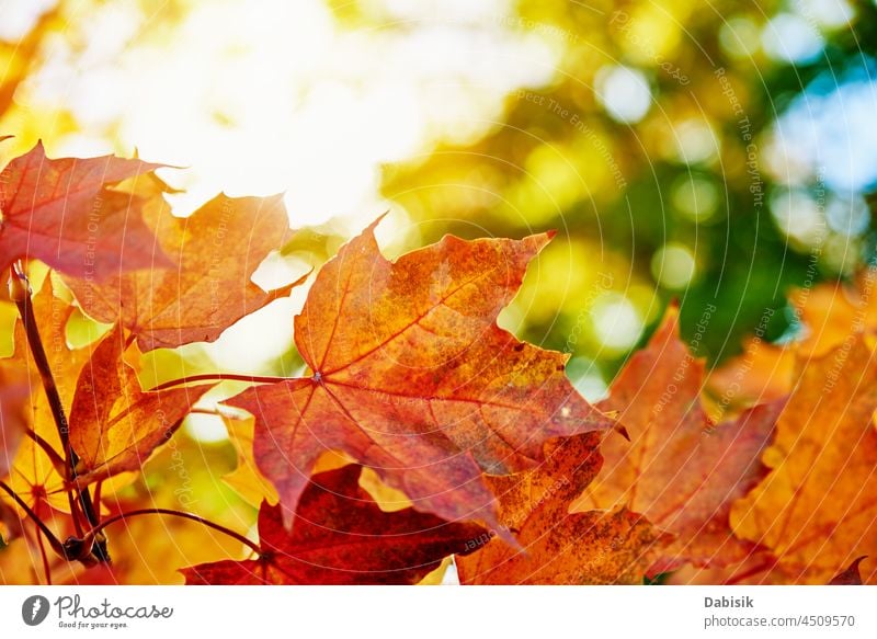 Colorful autumn leaves background fall maple leaf colorful nature foliage october november abstract tree pattern texture banner sun season orange red yellow