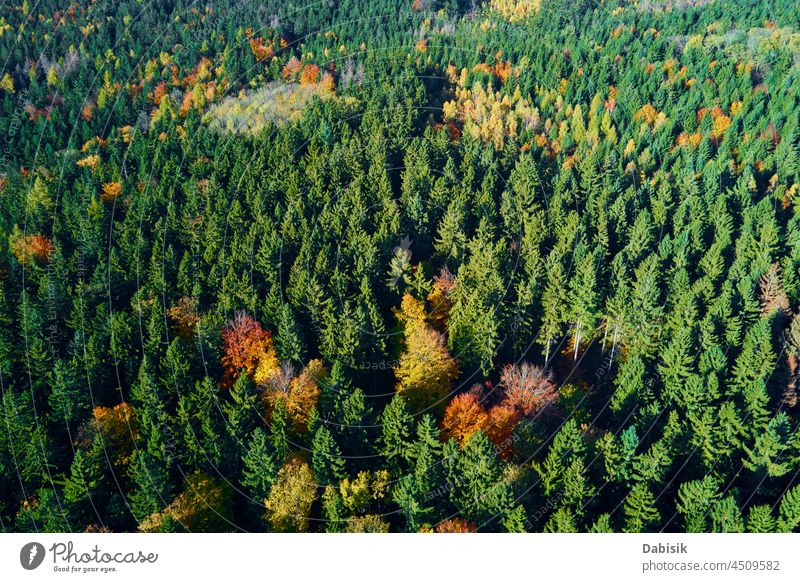 Aerial view of mountains covered with autumn forest tree landscape nature travel outdoor scenic background pattern leaf beautiful scenery aerial park fall