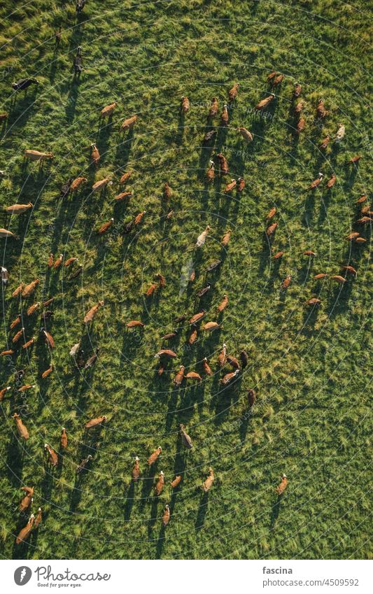 Top view of meadow at sunset with herd of cows beef aerial drone graze grazing herding field showing long shadows sundown grass summer green pasture farm dairy