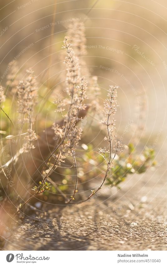 Plant by the wayside Nature Weed Lanes & trails off Asphalt Sunlight Exterior shot Deserted blurriness Colour photo Day Street Blur in the background