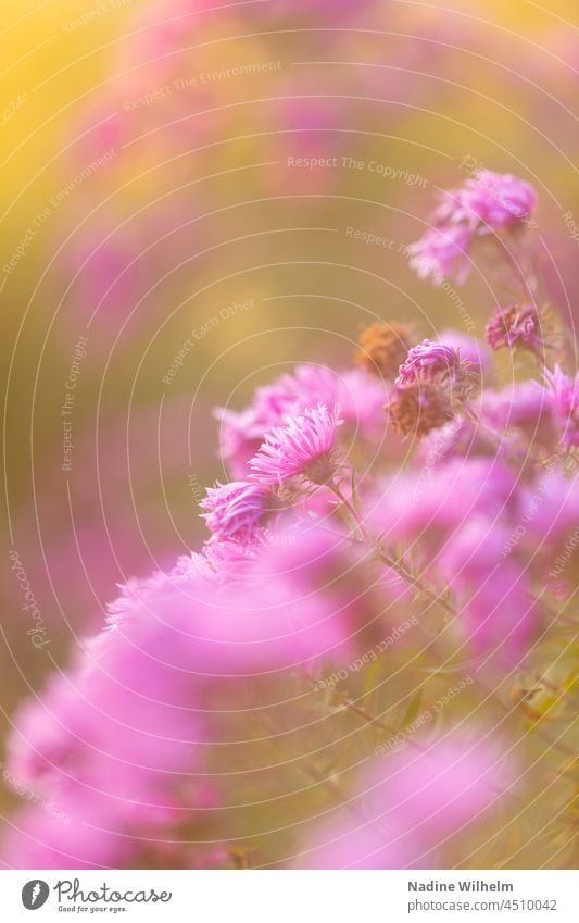 Pink alpine aster Alpine Aster pink Flower Nature Plant Blossom Autumn Garden Summer Close-up blurriness blurred background Blur in the background