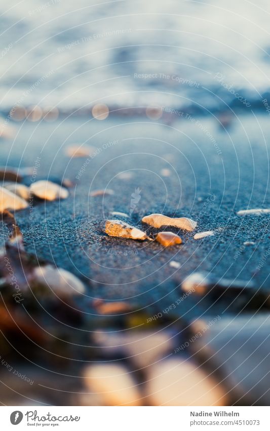 Shells in the sunrise Mussel Mussel shell Stone stones Sand Beach Lake Ocean coast Vacation & Travel Exterior shot Nature Colour photo Summer Water Day