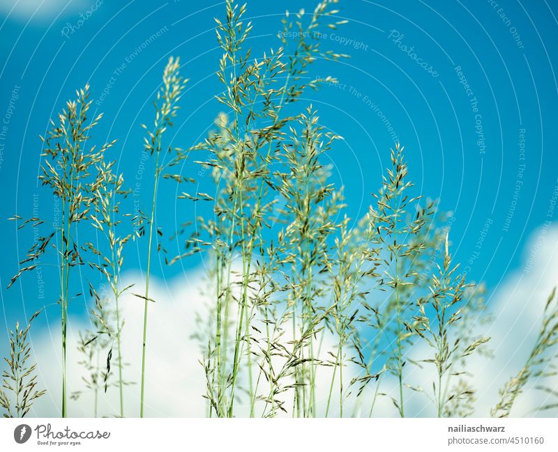 Arable crop Exterior shot Environment Field Agriculture Grain Grass Tuft of grass Landscape Beautiful weather Clouds Blue Sky Summer Nature naturally