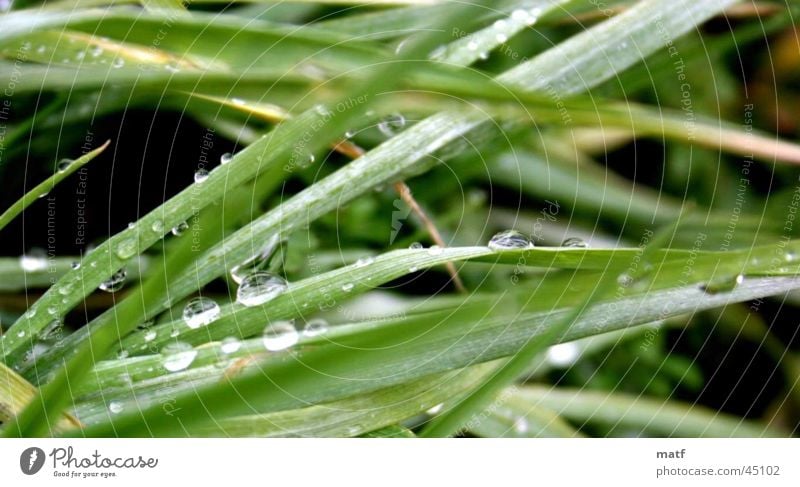 Grass with rope Wet Damp Dew Near Virgin forest water tropical Water Detail delail shot Close-up