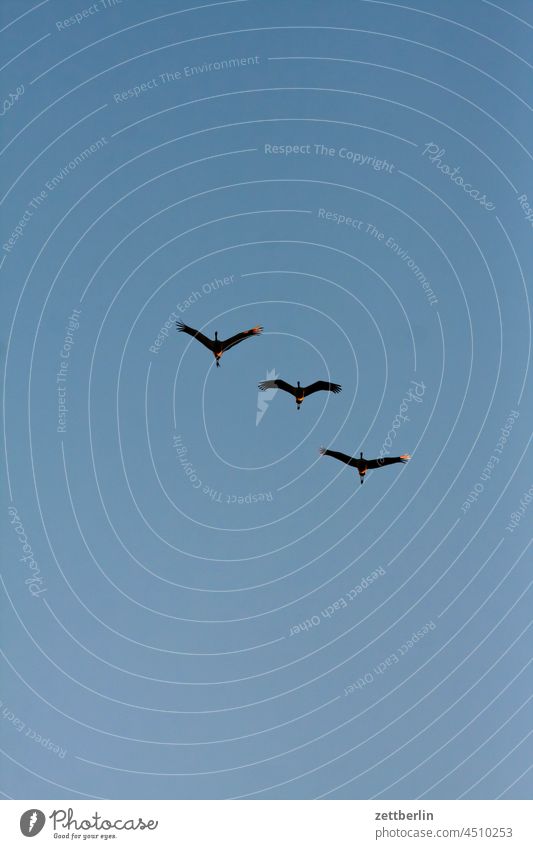 Three migratory birds in Linum (cranes) Evening Tree Brandenburg Village Dark Twilight geese Sky Cranes Landscape Agriculture Rural Nature nature conservation