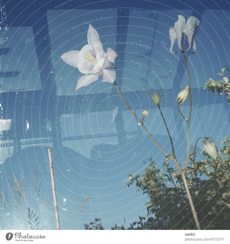 svelte Aquilegia Plant Spring flower Worm's-eye view Upward Elegant Delicate Pistil Flash photo Fresh Calyx liveliness Fragrance Ease Shallow depth of field