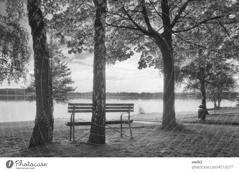 Silver Lake, East Saxony Bench Lakeside Forest Idyll Calm Contentment Grass Horizon Beautiful weather Sky Water Far-off places Freedom Relaxation Breathe