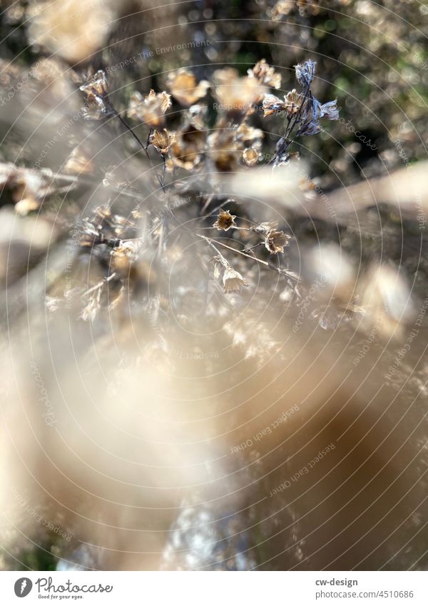 At the edge of the field Margin of a field flowers Feldrain Dried flowers Straw blurriness acuity Nature Plant Exterior shot Field Environment Colour photo