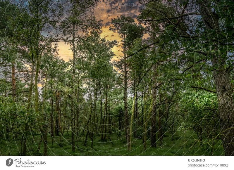 in the forest at dusk the trees grow out of the dark undergrowth high up into the yellow blue sky Forest Nature Evening Twilight Sunset Deserted Exterior shot