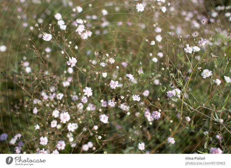 Wild small white flowers in green grass. Caryophyllaceae, Gypsophila (Rosenschleier). White wood flowers. Stellaria graminea is a species of flowering plant in the family Caryophyllaceae.