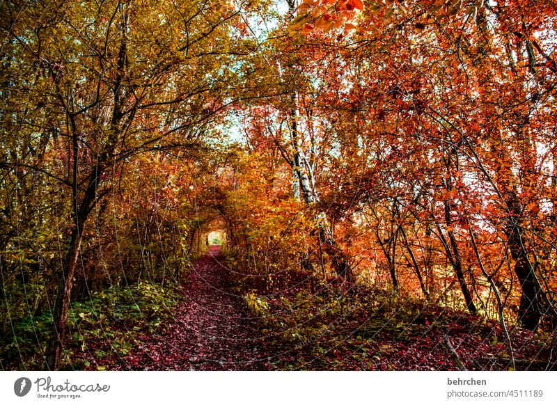 autumn Lanes & trails Leaf canopy Deserted pretty Fantastic Sunlight Branches and twigs autumn walk autumn mood Autumnal leaves Automn wood Autumnal colours