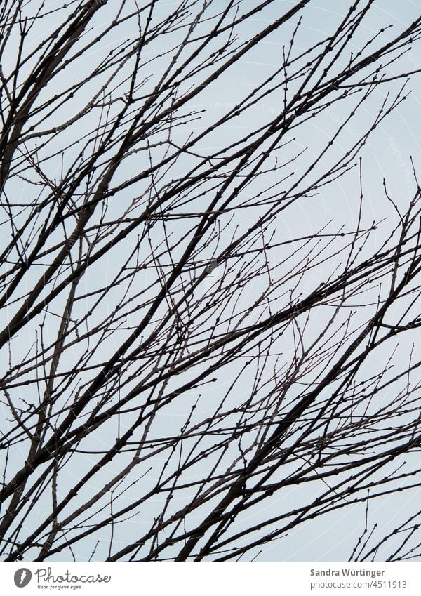 Bare branches in front of sky Nature Sky Tree Blue sky Exterior shot Winter Autumn Branch Branches and twigs Twigs and branches Deserted Plant Environment