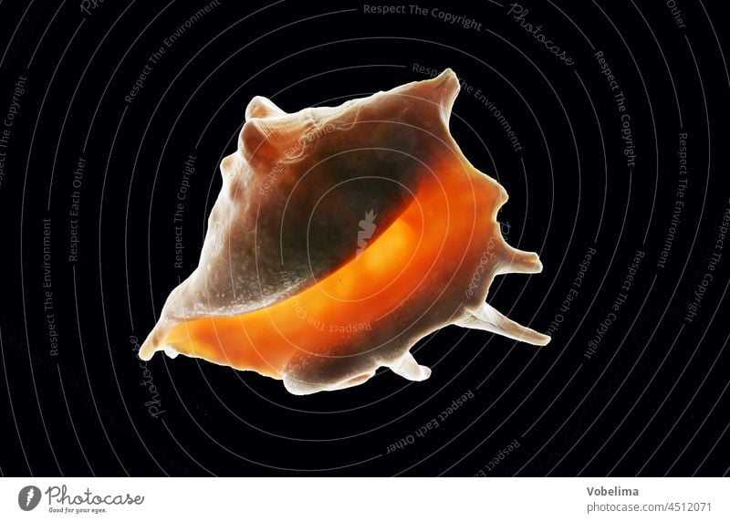 House of a sea snail golden Gray Sea slug Crumpet Snail shell Souvenir Mollusk Red Orange Light Lighting Isolated Image transmitted Black Studio shot Back-light