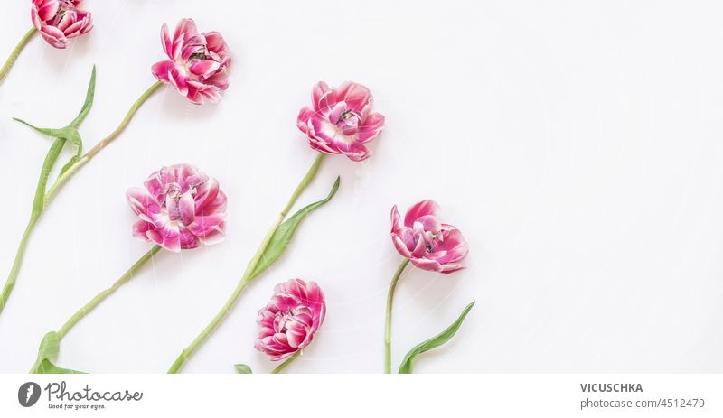 Pink tulip flowers on white background. Springtime. Spring flowers. Top view with copy space. pink springtime top view beautiful beauty birthday bloom blooming