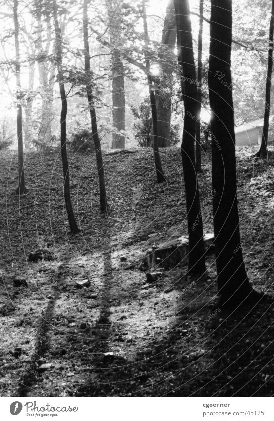 park trees Tree Park Shadow Sunrise Black & white photo