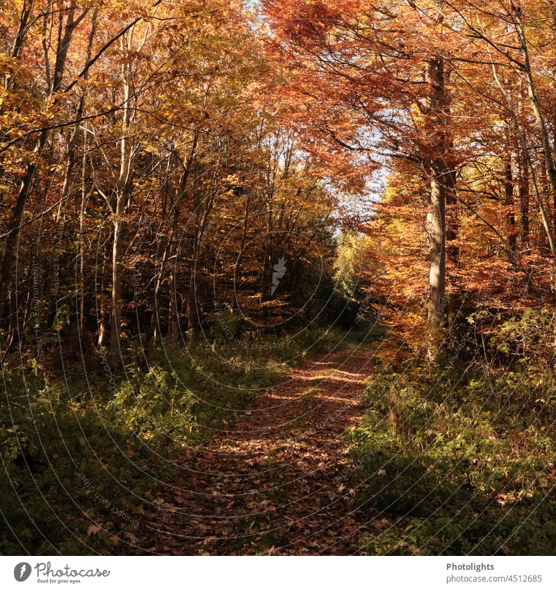 Forest trail in autumn leaves acerbates Tree forest path To go for a walk foliage Yellow Green Brown Orange Black variegated relaxation Loneliness Perspective