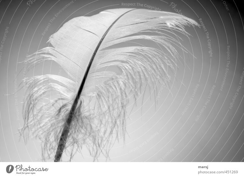 Spring - Light Work of art Feather gooseneck feather Esthetic Elegant Fantastic Natural White Black & white photo Interior shot Studio shot Close-up