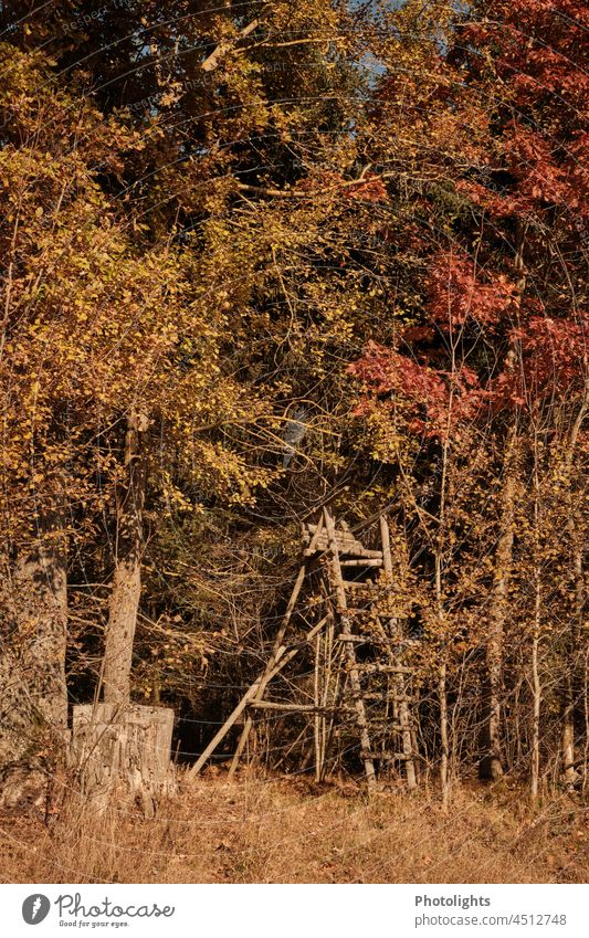 High seat at the edge of the forest Hunting Blind high level Wood Sunset Burn Climate change Forest Nature Tree trunk Deserted Exterior shot Landscape