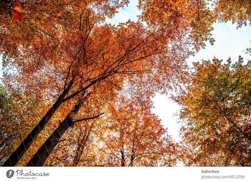 leaf canopy Calm Contrast Light falling leaves Colour photo Exterior shot Forest Leaf Tree Plant Autumn Beautiful weather Environment Nature Landscape Seasons