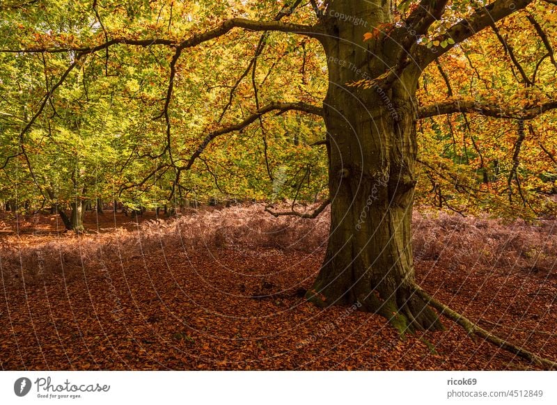 Trees with autumn coloured leaves on Fischland-Darß Autumn fischland-darß Mecklenburg-Western Pomerania Landscape Nature Ahrenshoop Prerow trees autumn colours