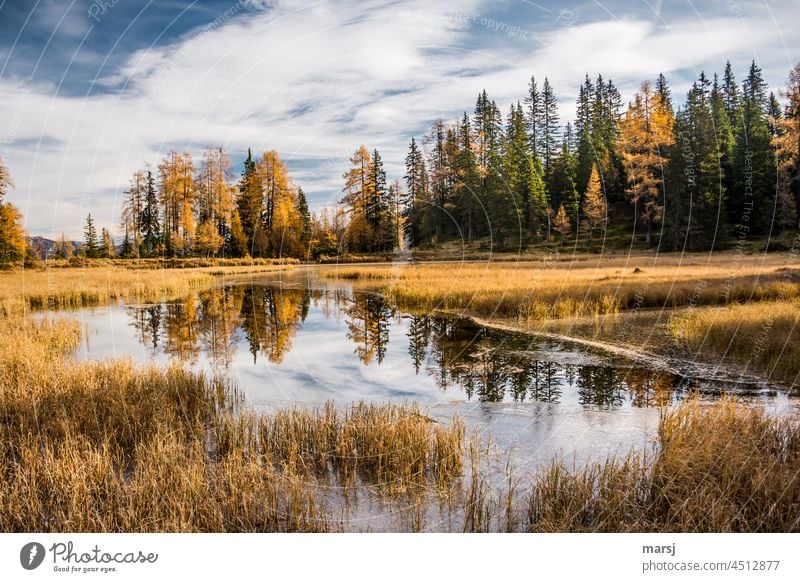 Autumn impression. Larches and spruces reflected in a lake/pond. Autumnal colours Lake Meditation Idyll Hope Reflection Joie de vivre (Vitality) Dream Nature