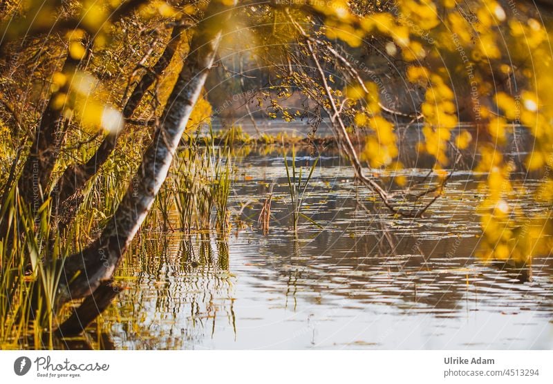 Birch by the lake Autumn Birch tree Tree Lake autumn colours Nature Forest Exterior shot Water Pond Lakeside Autumn leaves Autumnal Autumnal colours