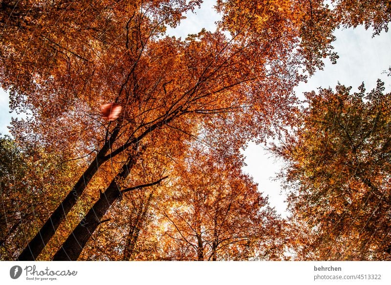 leaf canopy Deserted pretty Fantastic Sunlight Branches and twigs autumn walk autumn mood Autumnal leaves Automn wood Autumnal colours Autumnal weather Idyll