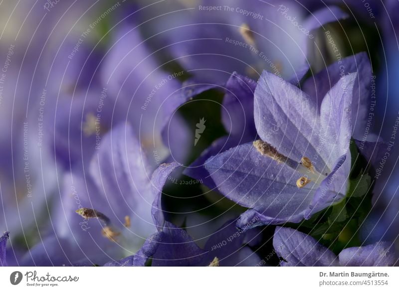 Bellflowers, Campanula Bluebell blossoms Plant Flower shallow depth of field Deserted