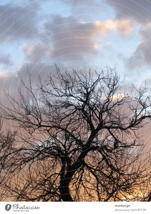 Sunset Tree Clouds Lighting silhuette