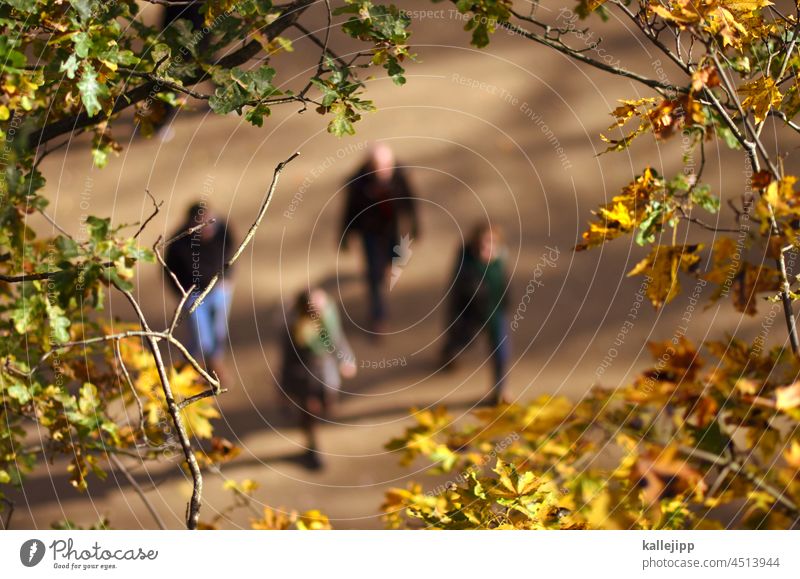 autumn walk lift leaves Season Leaf canopy European oak Oak forest Forest Bird's-eye view Plant Autumn Tree Nature Exterior shot Colour photo Light Environment