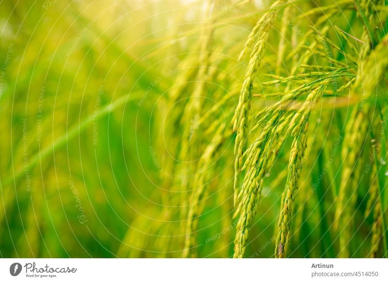 Selective focus on ear of rice. Green paddy field. Rice plantation. Organic rice farm in Asia. Rice price in the world market concept. Beautiful nature of farm land. Paddy field. Plant cultivation.