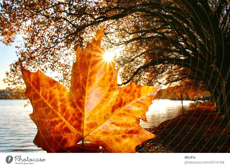 Bright leaf sunrise in autumn Autumn colourful luminescent Yellow Autumnal Light solar star Poplar Avenue trees Lake Lake Baldeney Exterior shot Nature