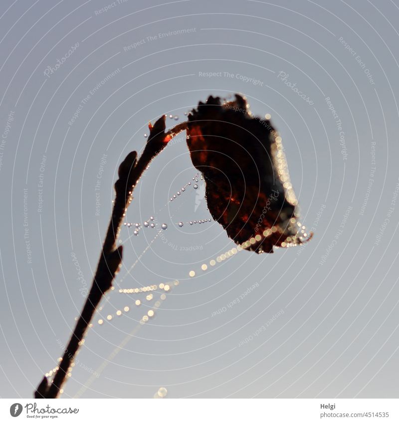 discreet pearls - cobwebs with dewdrops on a branch with withered leaves Leaf Twig bud Spider's web Drop dew drops Trickle Transience Autumn Morning