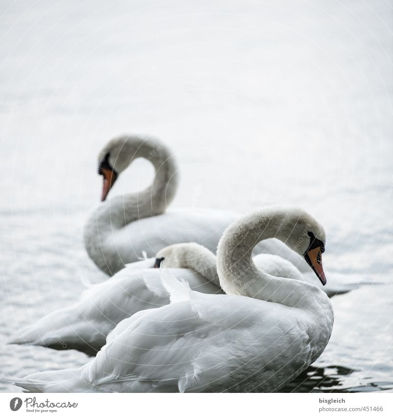 Swan Lake I Nature Lakeside Bird 3 Animal Stand Beautiful Gray White Colour photo Subdued colour Exterior shot Deserted Copy Space top Evening Twilight