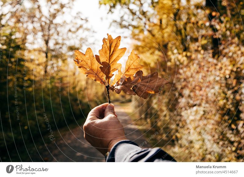 Leaf in hand Yellow Orange Autumn Autumnal colours Autumn leaves Nature Exterior shot Sunlight Early fall Colour photo Oak leaf Gold Seasons Beautiful weather