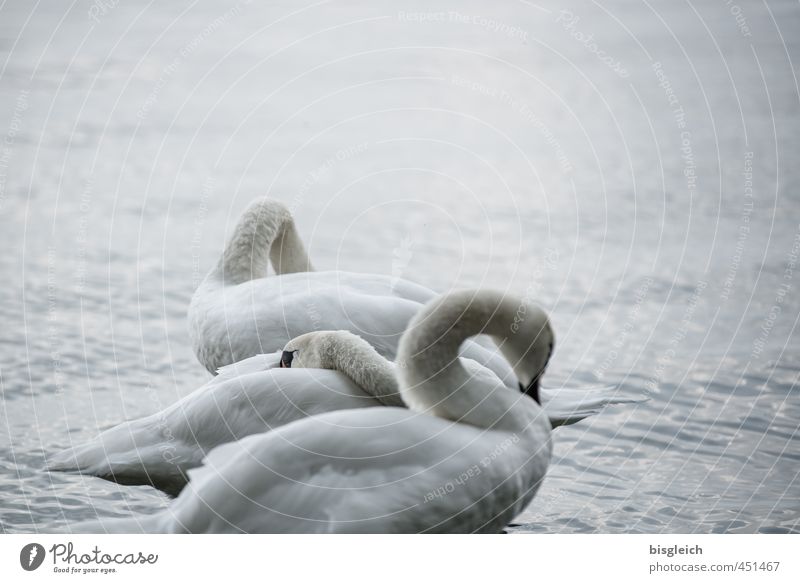 Swan Lake III Lakeside Bird 3 Animal Stand Beautiful Gray White Calm Colour photo Subdued colour Exterior shot Deserted Copy Space top Evening Twilight Light