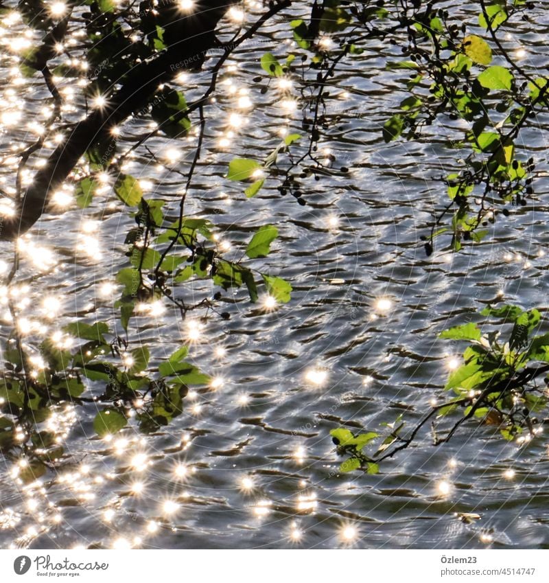 The shining water Water Lake city park sparkle glittering Colour photo Green Nature Sunlight Exterior shot Plant Deserted Light Light (Natural Phenomenon) Wet