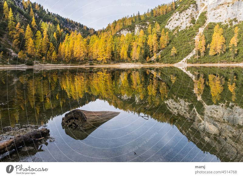 Autumn colored larches. With reflection in the maple lake. Autumnal Autumnal colours autumn gold Nature Reflection Contrast Shadow Deep depth of field Lake