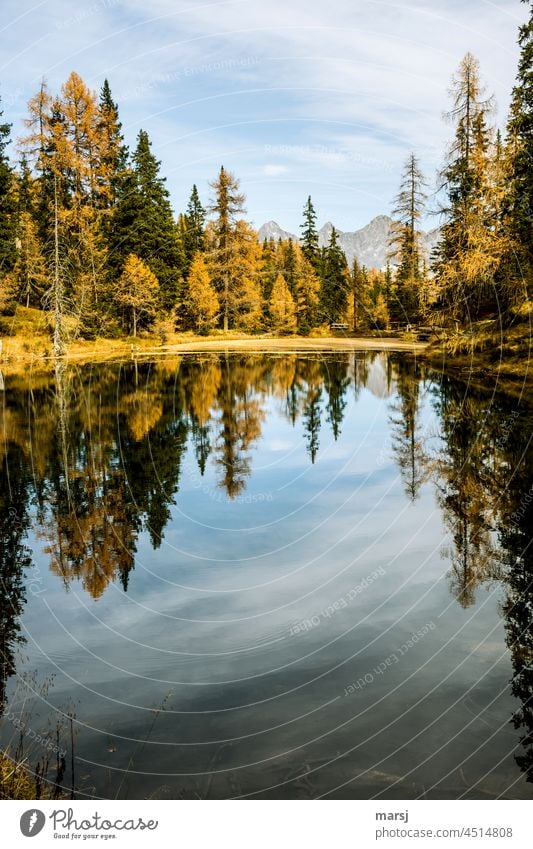 Autumn idyll at the mountain lake. With Torstein, Mitterspitz and Dachstein in the background. autumn gold Reflection Forest Lake Autumnal Hope Idyll Illuminate