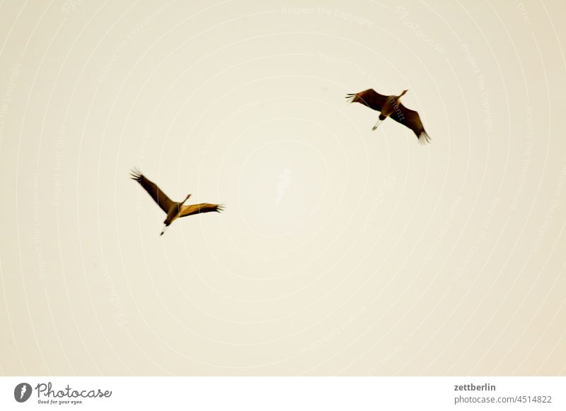 Two cranes approaching Evening Brandenburg Dark Twilight Sky Cranes Landscape Agriculture Linum Rural Nature nature conservation Flock Street Flock of birds