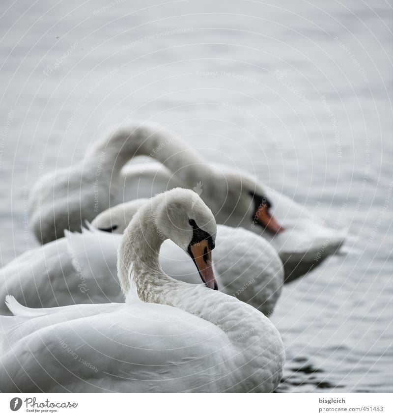 Swan Lake II Nature Lakeside Bird 3 Animal Stand Beautiful Gray White Calm Colour photo Subdued colour Exterior shot Deserted Copy Space top Evening Twilight