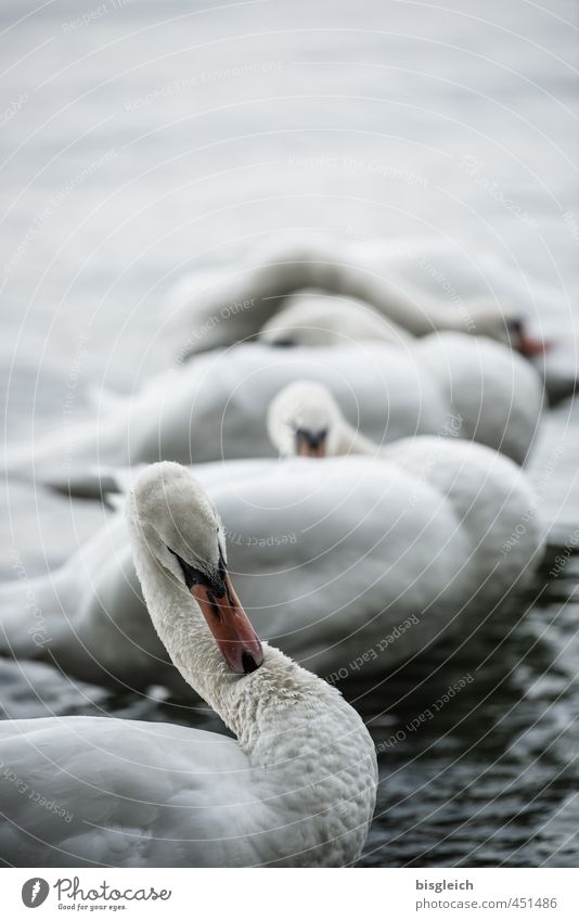 Swan Lake VI Bird 4 Animal Stand Gray White Colour photo Subdued colour Exterior shot Deserted Copy Space top Evening Twilight Shallow depth of field