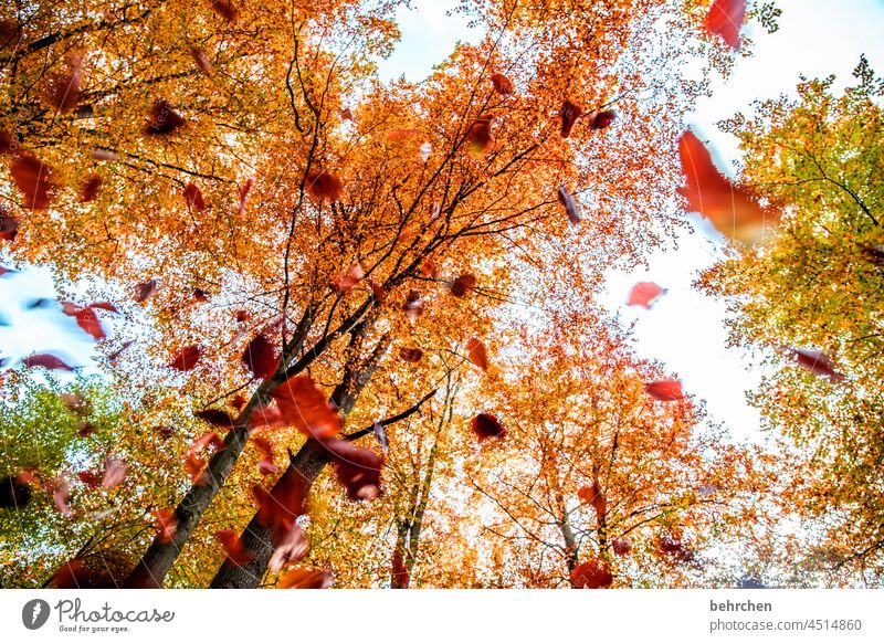 lightness | floating leaves Deserted pretty Fantastic Sunlight Branches and twigs Autumnal landscape Autumnal weather Automn wood autumn walk Idyll Sky