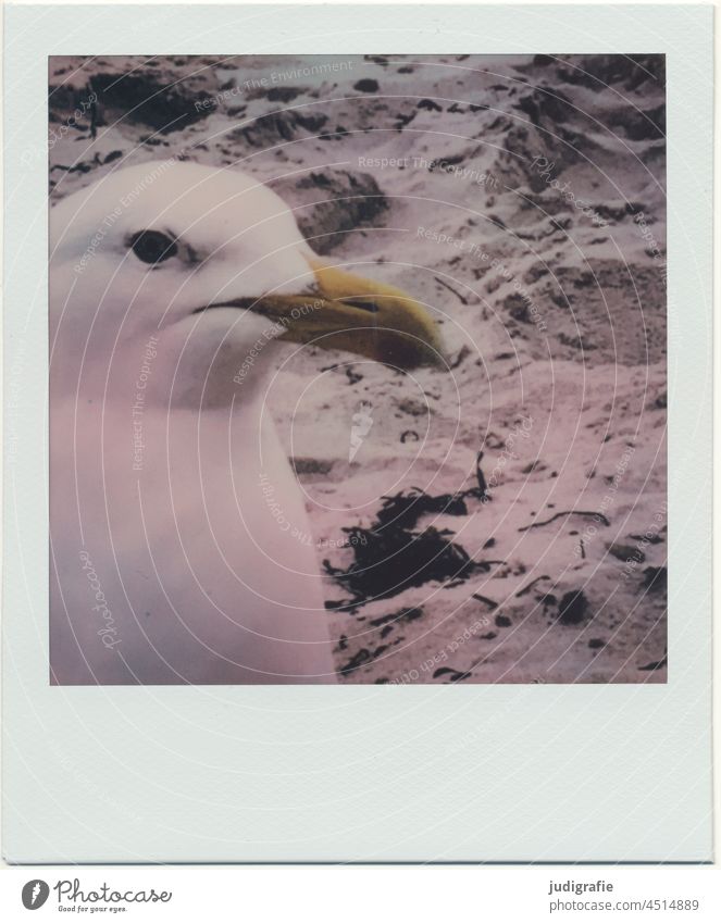 Seagull on Polaroid Bird animal portrait Beak Beach coast Baltic Sea Animal Sand Silvery gull Eyes Head Wild animal Looking Nature Animal portrait Ocean