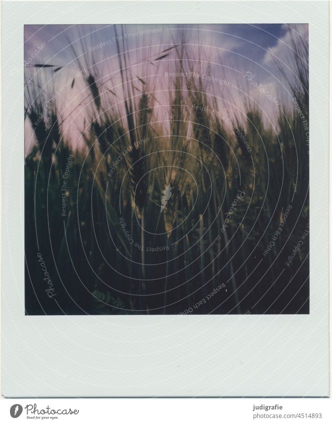 Grain on Polaroid acre Cornfield Ear of corn Field Agriculture Grain field Summer Agricultural crop Nutrition Plant Food Barley inflorescence Growth